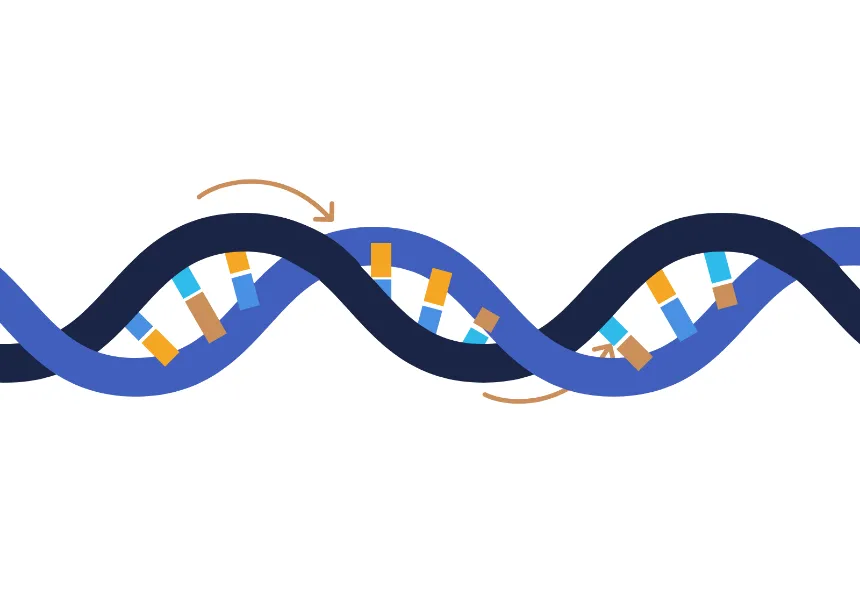 ¿Qué es la replicación del ADN?